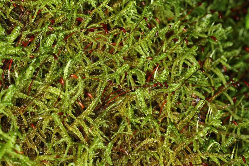 Sanionia uncinata